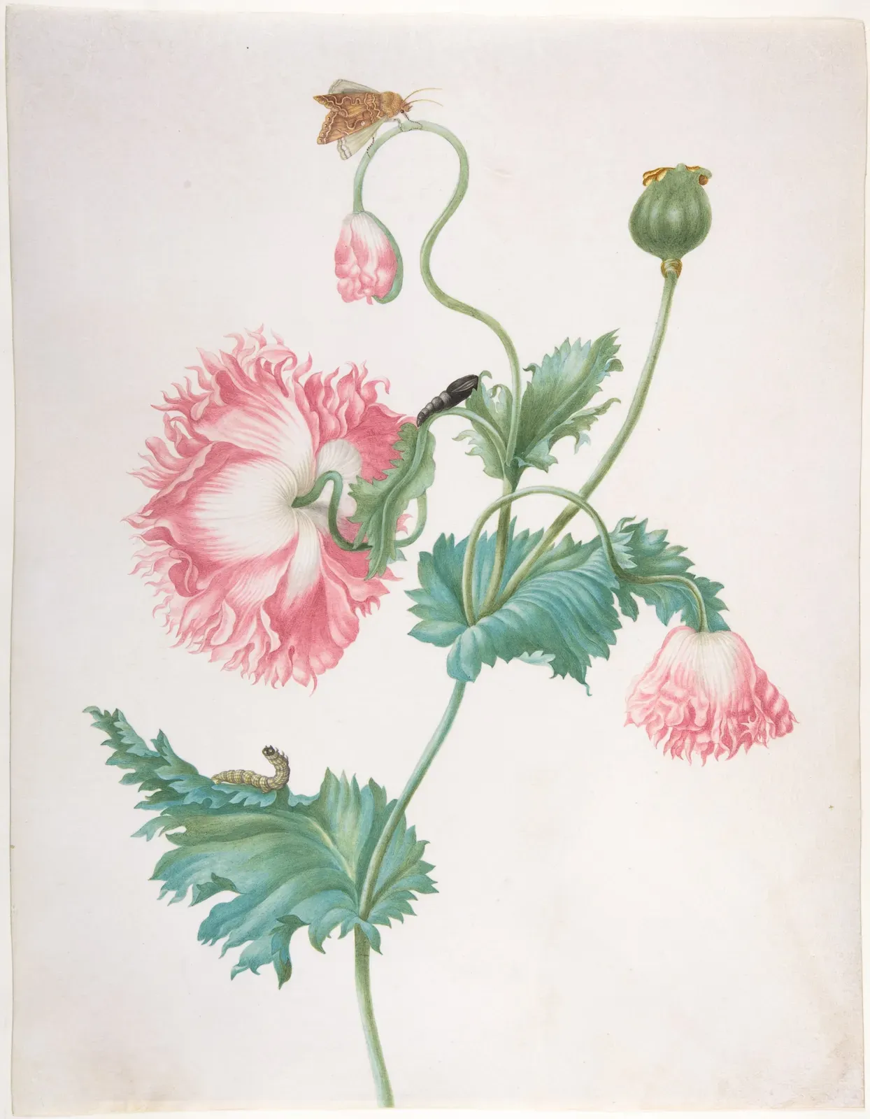 A pink fringed poppy in bud, in full flower and drooping, with a seed head, on blue-green leaves. A caterpillar rests on a lower leaf, a dark pupa hangs by a stem and a brown moth perches on a curved bud stalk.